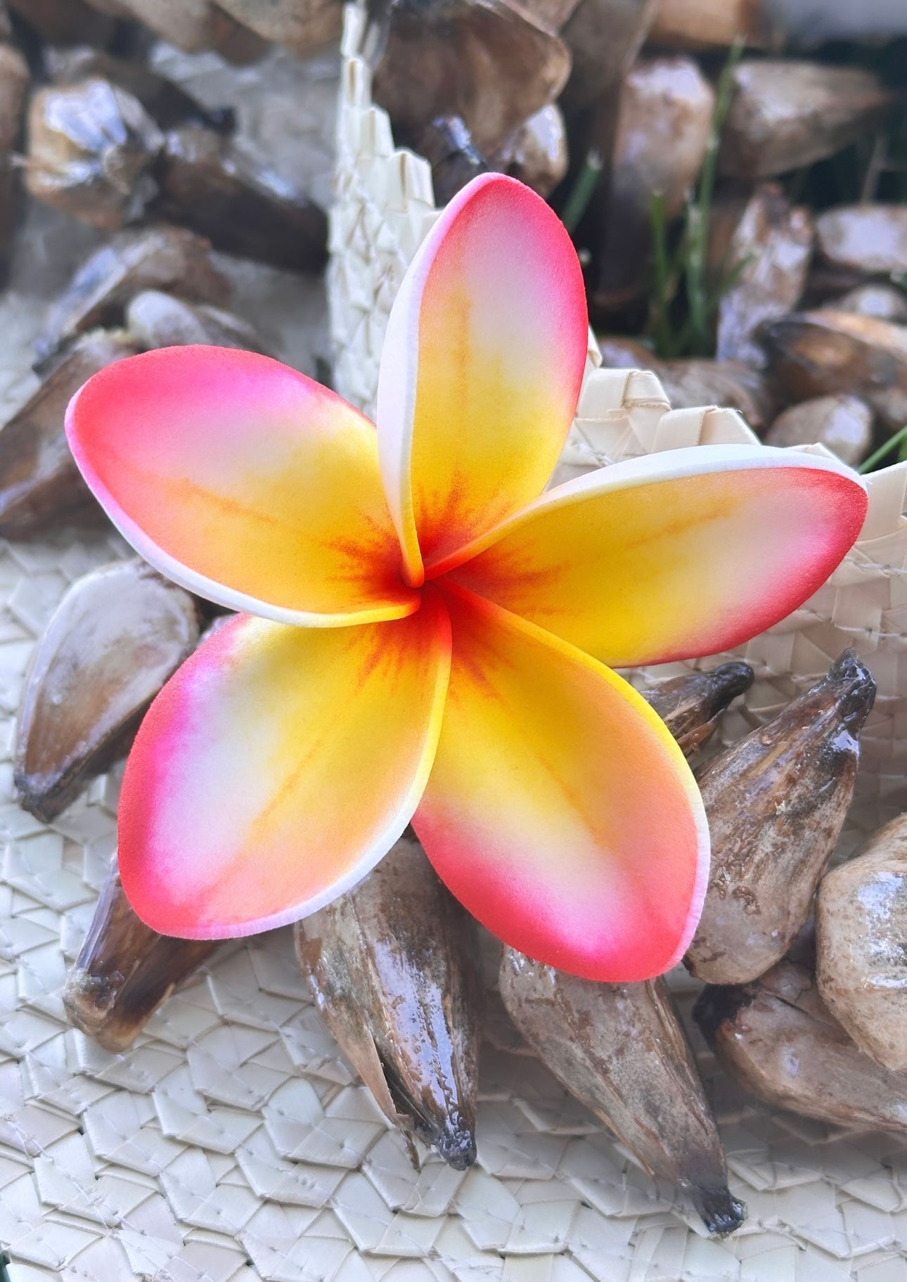 Plumeria (9 CM)