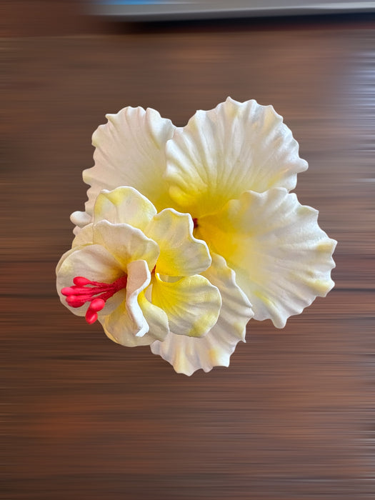 White Double Hibiscus Sei (10 cm)