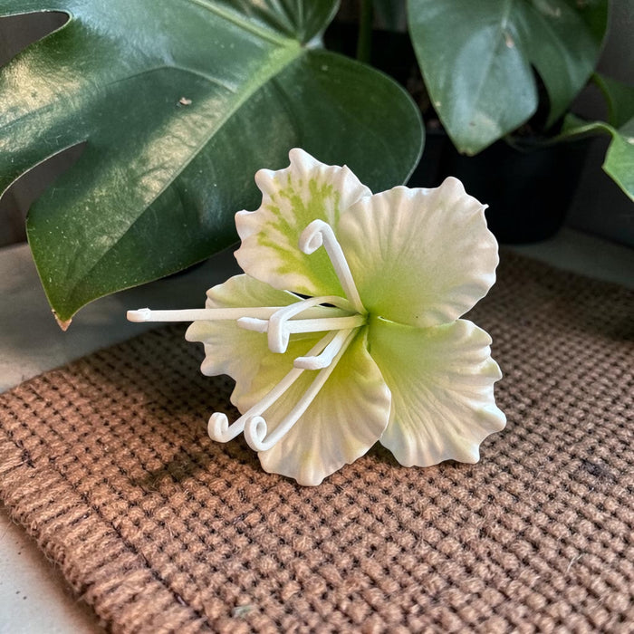 White Ohai-Ali’i Sei (9 cm)