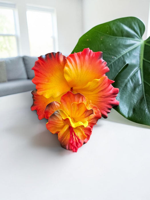 Orange-Yellow Double Hibiscus Sei (10 cm)