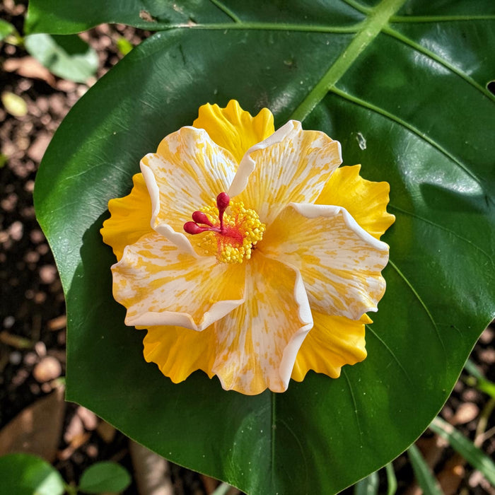 Double-Yellow Hibiscus Sei (11 cm)