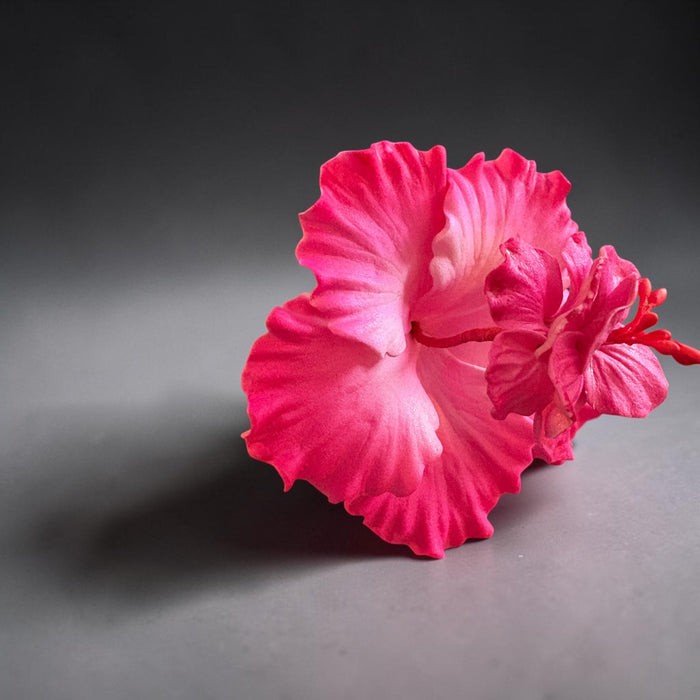 Pink Double Hibiscus Sei (10 cm)