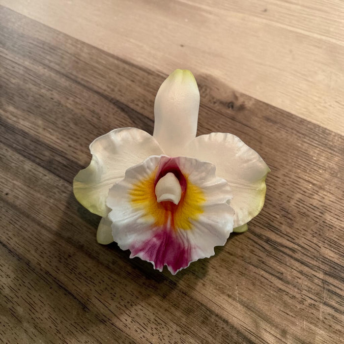 White Orchid Sei (10 cm)