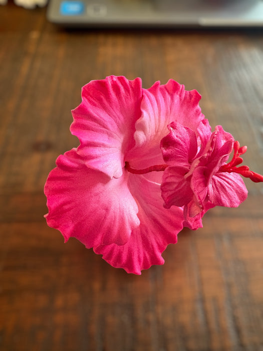 Pink Double Hibiscus Sei (10 cm)