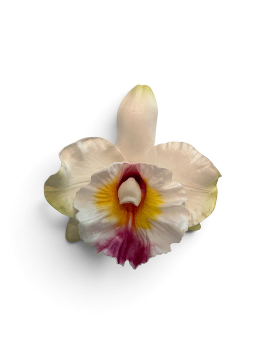 White Orchid Sei (10 cm)