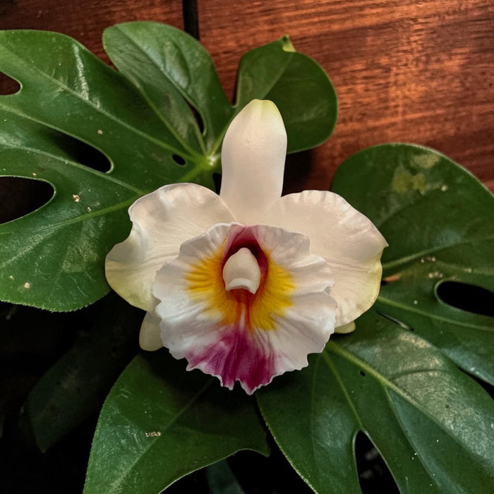 White Orchid Sei (10 cm)