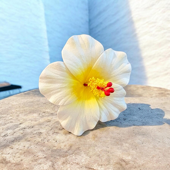 White Hibiscus Sei (9 cm)