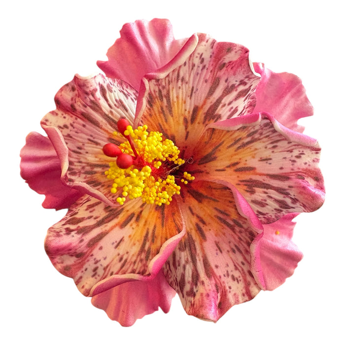 Pink Double Hibiscus Sei (11 cm)