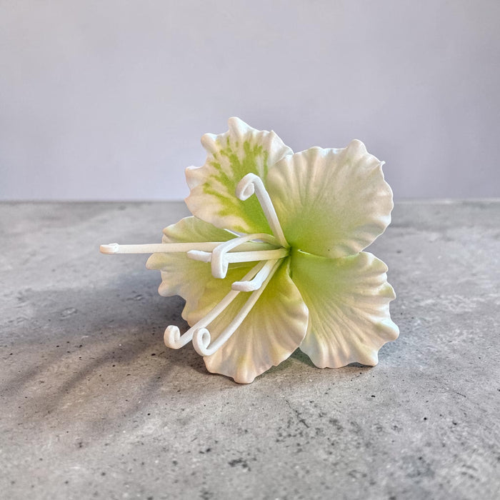 White Ohai-Ali’i Sei (9 cm)