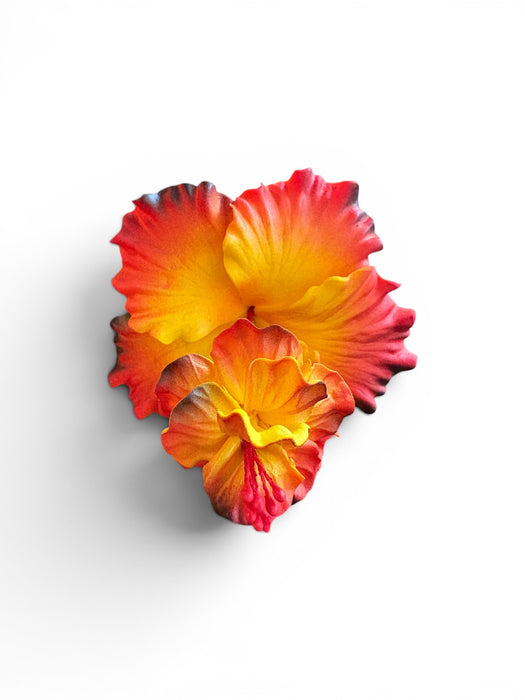 Orange-Yellow Double Hibiscus Sei (10 cm)