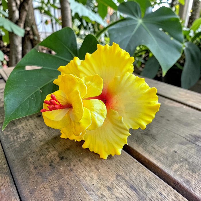 Yellow Double Hibiscus Sei (10 cm)