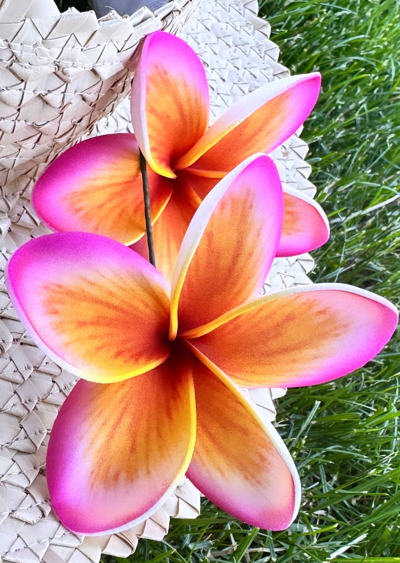 Plumeria (9 CM)