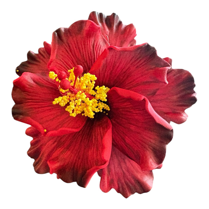 Double Deep Red Hibiscus Sei (11 cm)