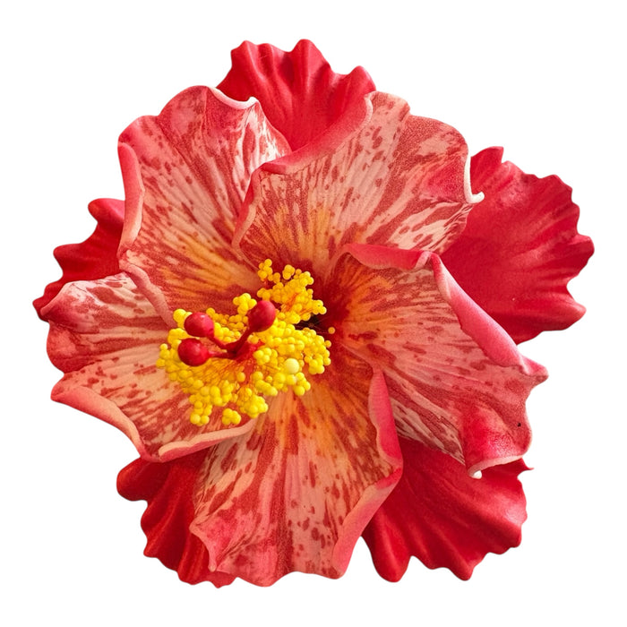 Red Double Hibiscus Sei (11 cm)