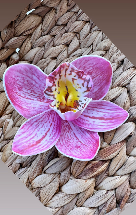 Orchid “Sei” (10 CM)