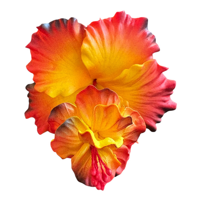 Orange-Yellow Double Hibiscus Sei (10 cm)