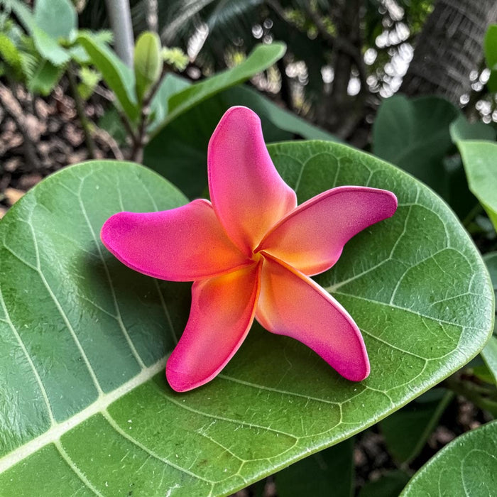 Hot Pink Plumeria Sei (9 cm)