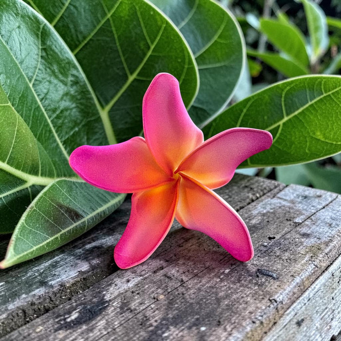 Hot Pink Plumeria Sei (9 cm)