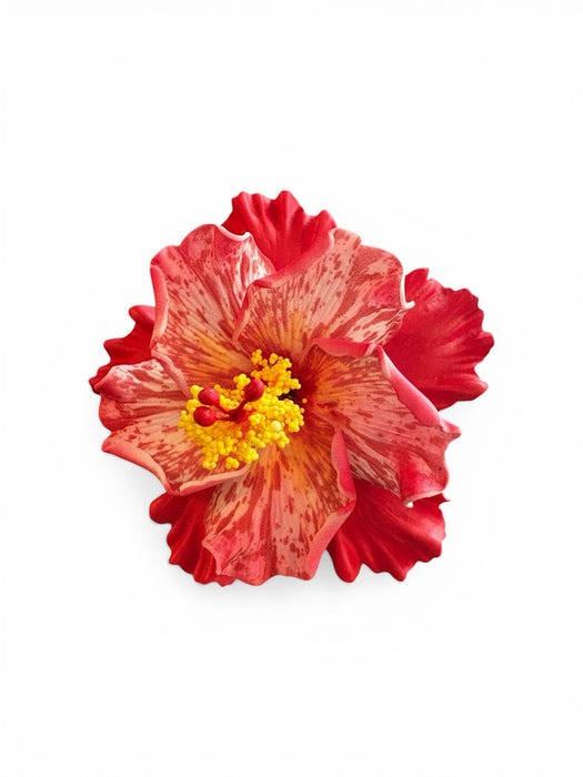 Red Double Hibiscus Sei (11 cm)