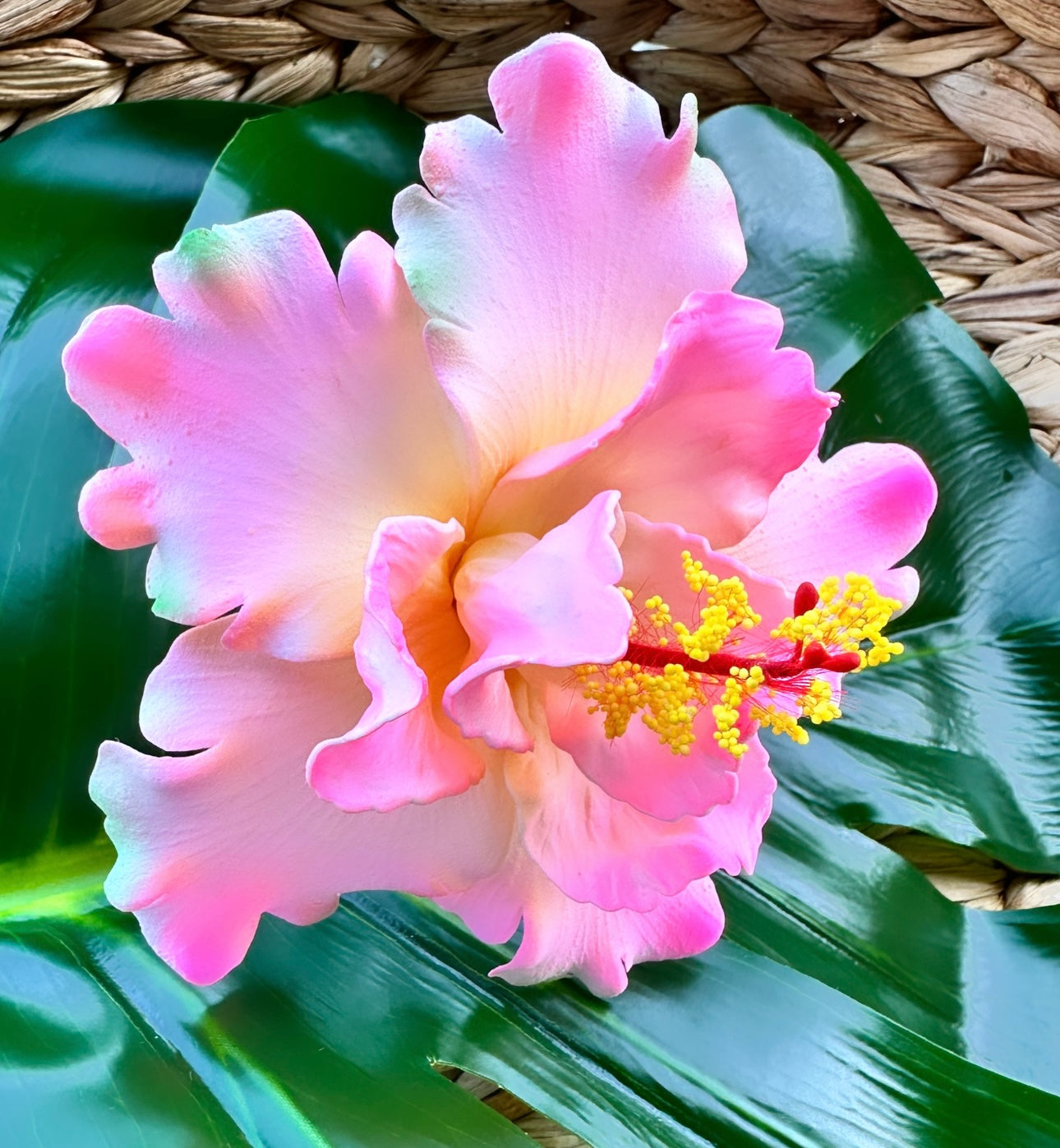 Aute “Sei” (Hibiscus 12 CM)