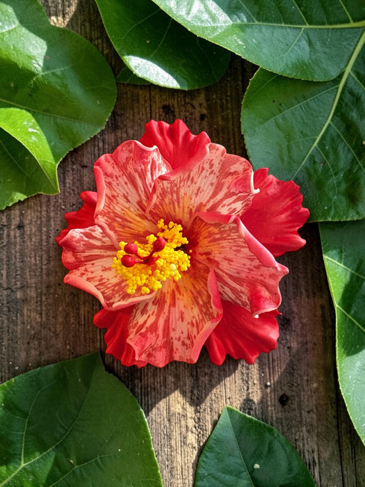 Red Double Hibiscus Sei (11 cm)