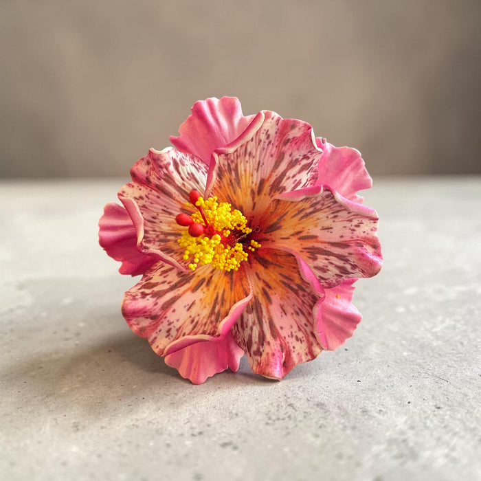 Pink Double Hibiscus Sei (11 cm)
