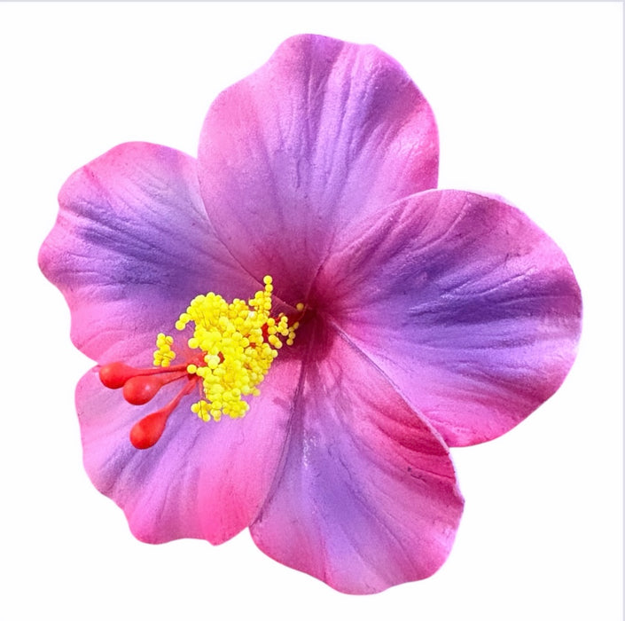 Pink and Purple Hibiscus Sei (9 cm)