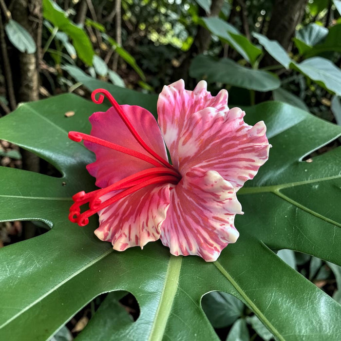 Pink Ohai Ali’i Sei ( 9 cm)