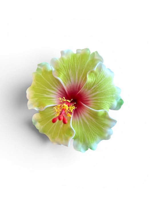Green and White Hibiscus Sei (10 cm)