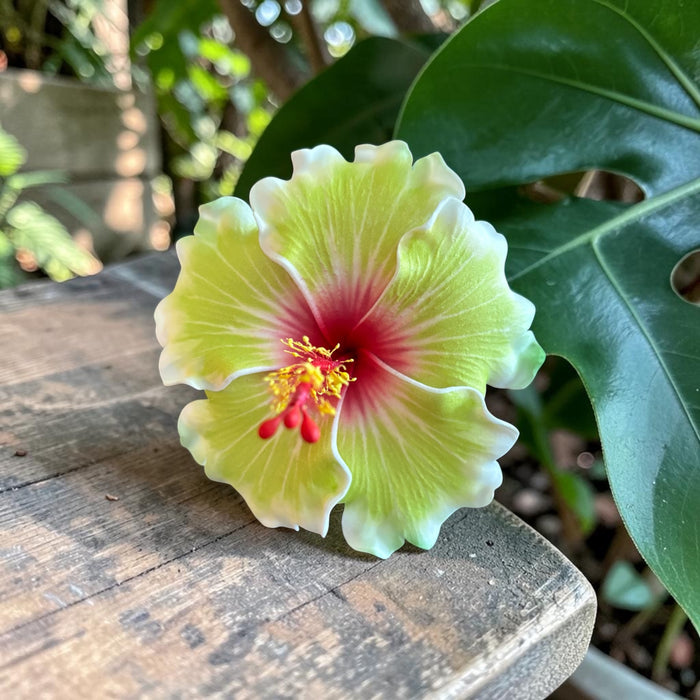 Green and White Hibiscus Sei (10 cm)