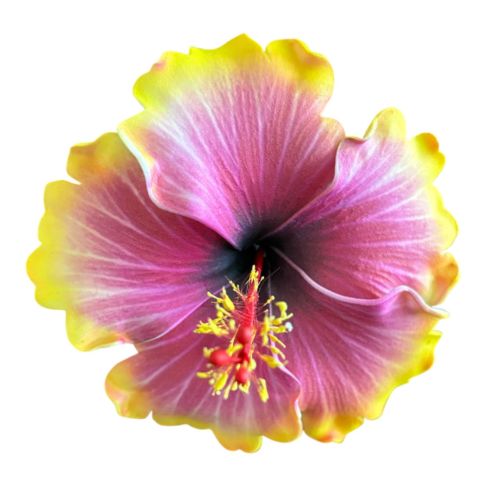 Hibiscus Sei (10 cm)
