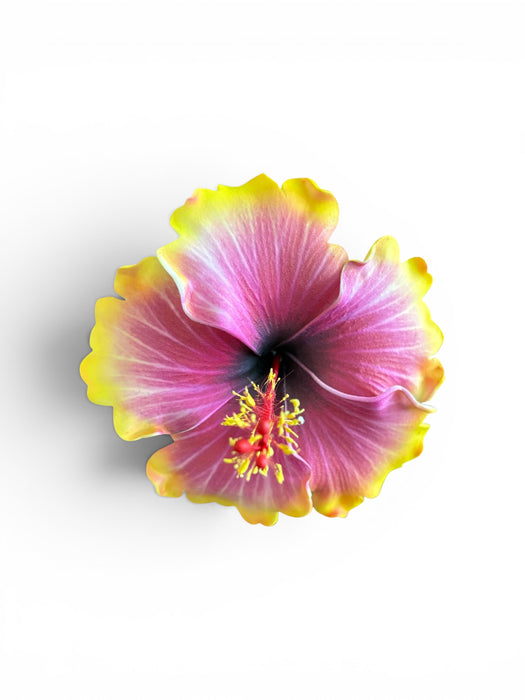 Hibiscus Sei (10 cm)