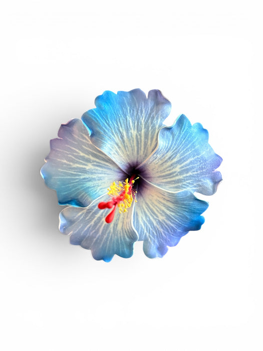 Blue and White Hibiscus Sei (10 cm)