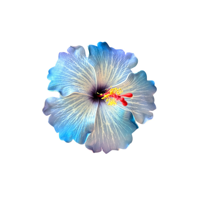 Blue and White Hibiscus Sei (10 cm)