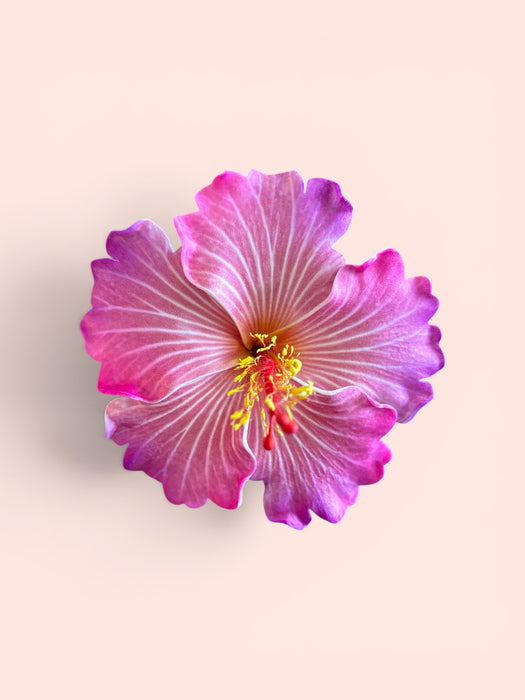 Pretty Pink Hibiscus Sei (10 cm)