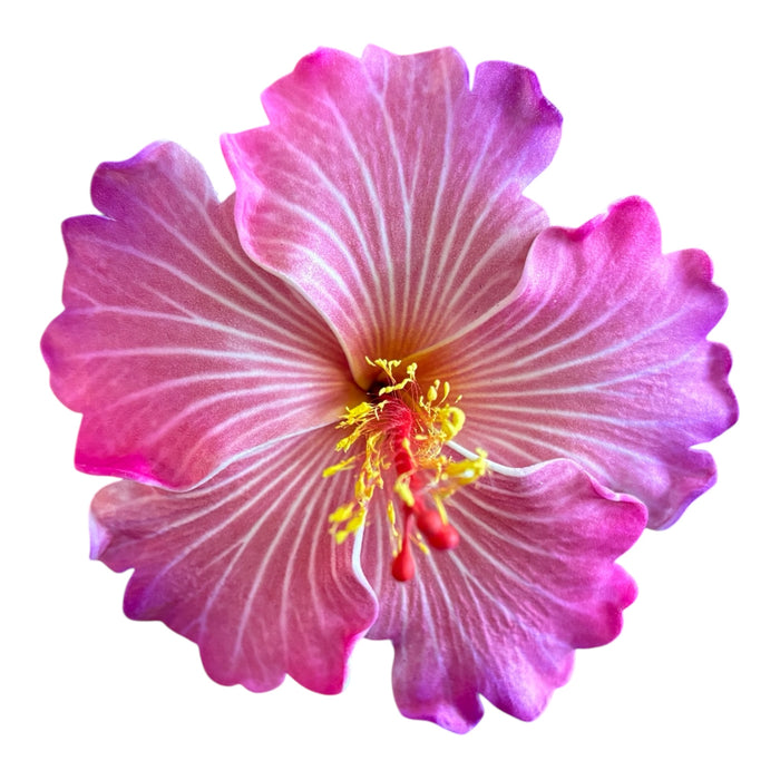 Pretty Pink Hibiscus Sei (10 cm)